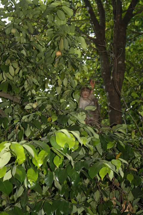 Dauergäste Kurumba Village Resort