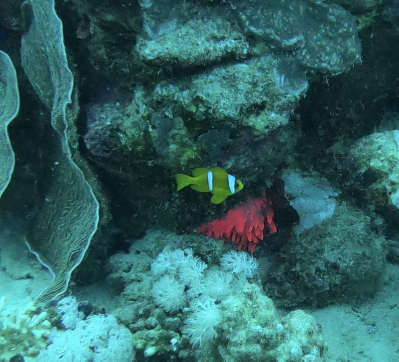 Strand Steigenberger Coraya Beach - Adults only