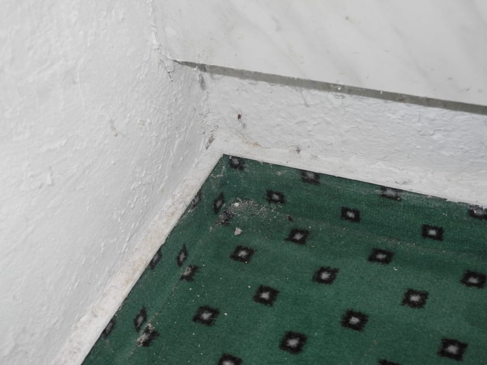 Spinnen in jeder Ecke Rivijera Villen & Dependance Flora & Madera