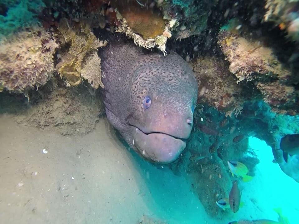 Sport & Freizeit Mövenpick Resort El Quseir