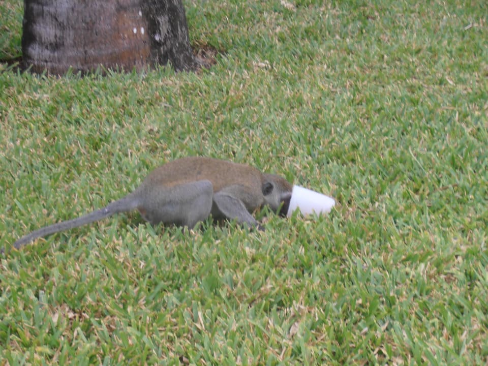 Warum trinken die Zweibeiner immer Alkohol? Hotel Papillon Lagoon Reef