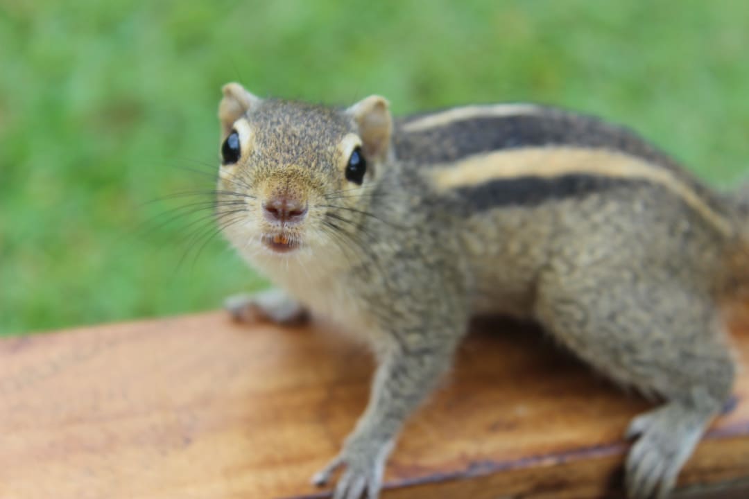 Es gibt viele süße Hörnchen! Mermaid Hotel & Club