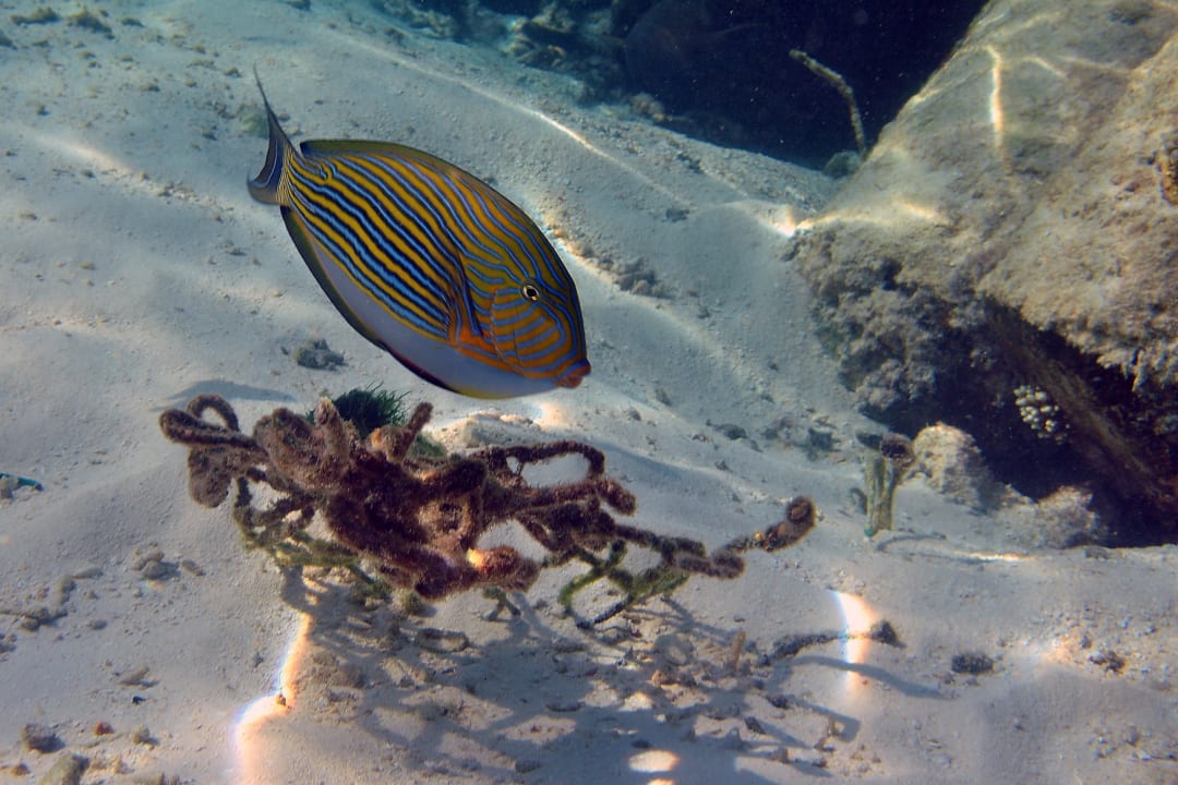 Sport & Freizeit Summer Island Maldives