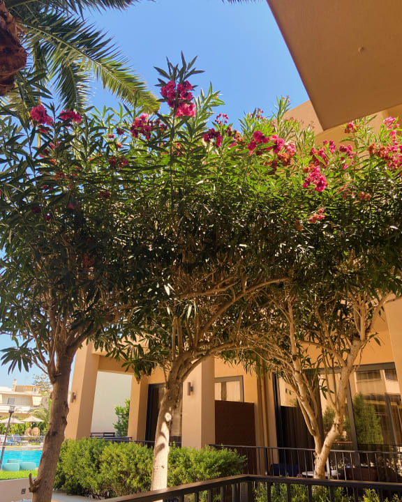 Gartenanlage Hotel Atlantis Beach