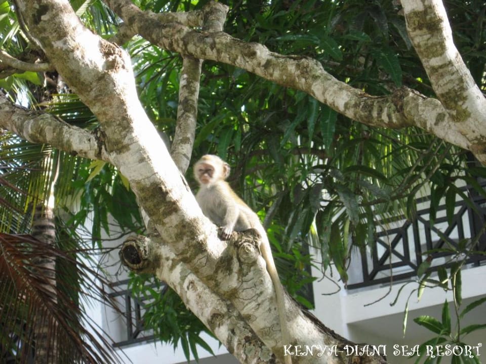 Affenbaby im Baum Diani Sea Resort