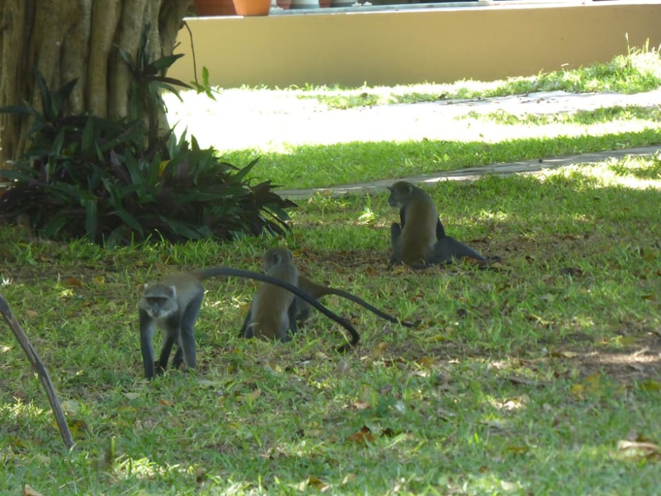 Gartenanlage Neptune Village Beach Resort & Spa