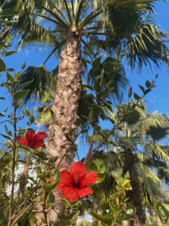 Gartenanlage Seaden Sea Planet Resort & Spa