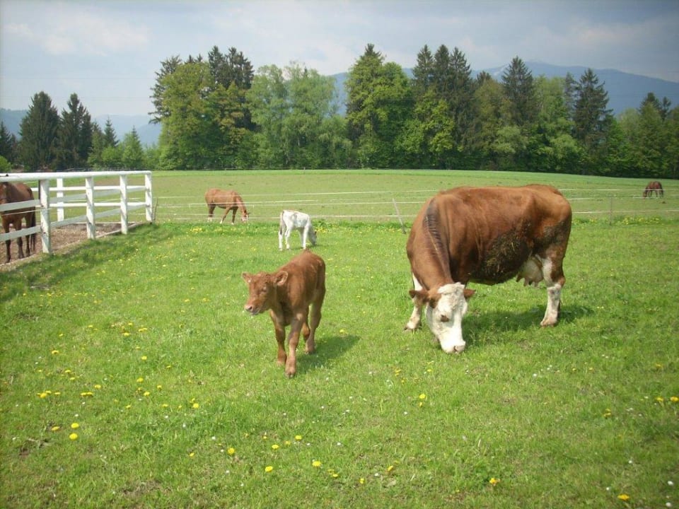Kuehe und Kaelber Bauernhof Petritschhof