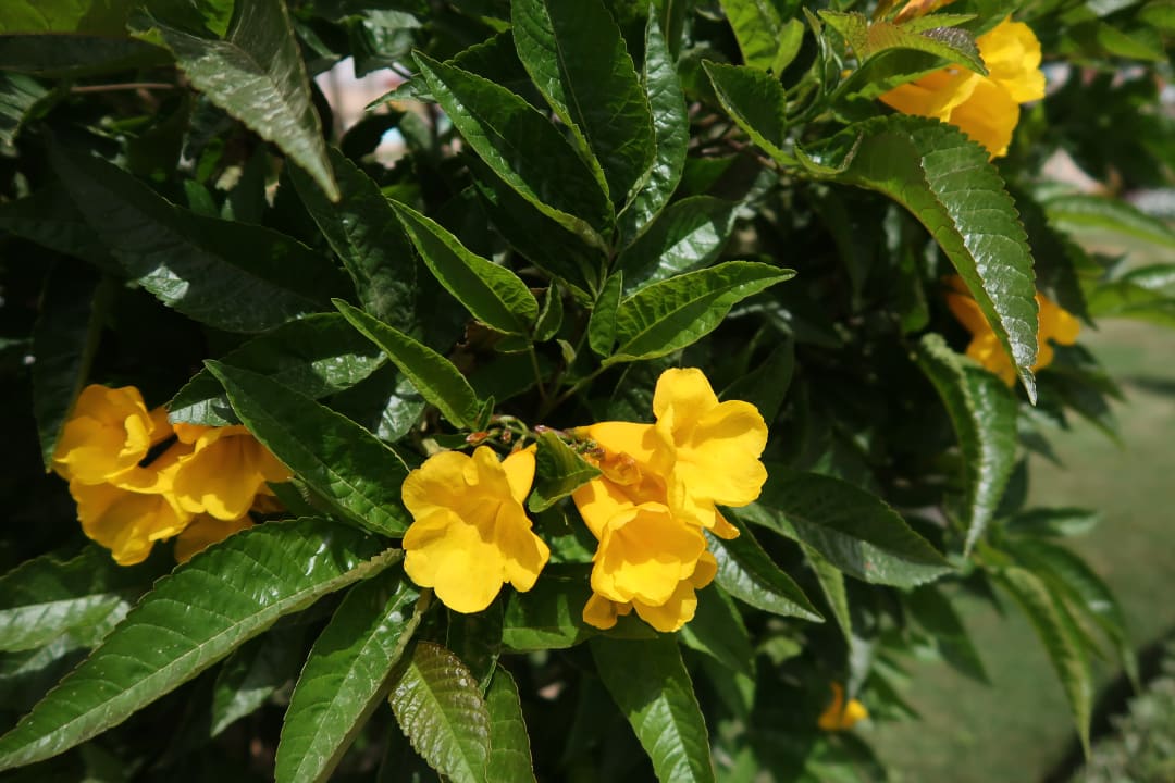 Gartenanlage Jaz Aquaviva