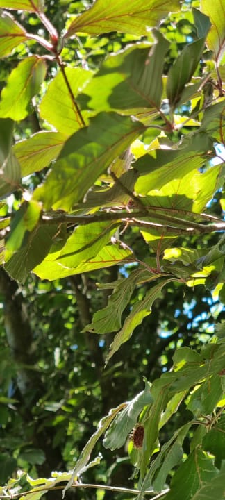 Gartenanlage Pałac Ciekocinko Hotel Resort & Wellness