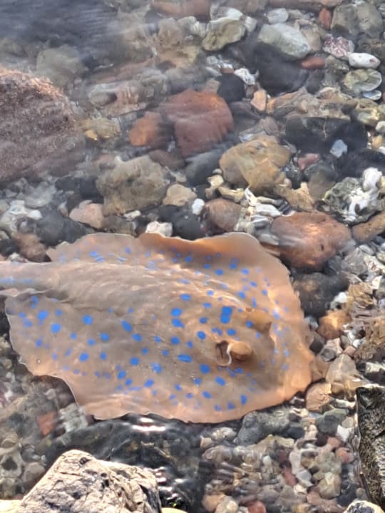 Strand Steigenberger Coraya Beach - Adults only