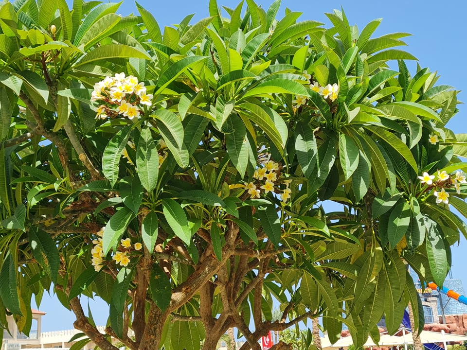 Gartenanlage Pickalbatros Aqua Blu Resort - Sharm El Sheikh