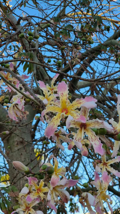 Gartenanlage Steigenberger Aqua Magic