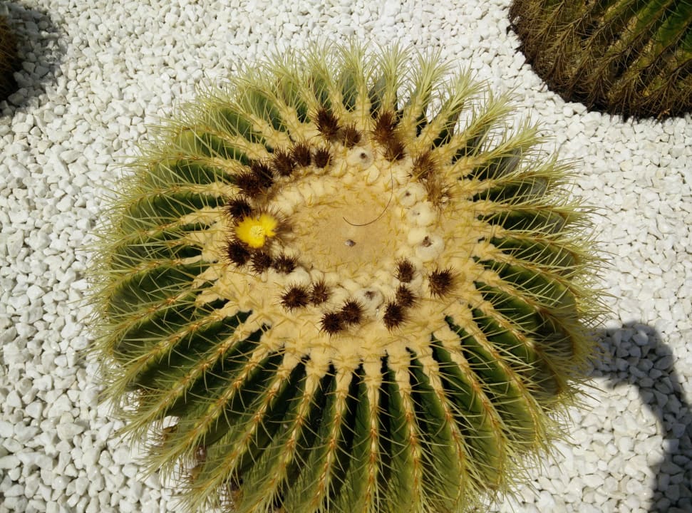 Kaktusblüte Hotel Riu Gran Canaria