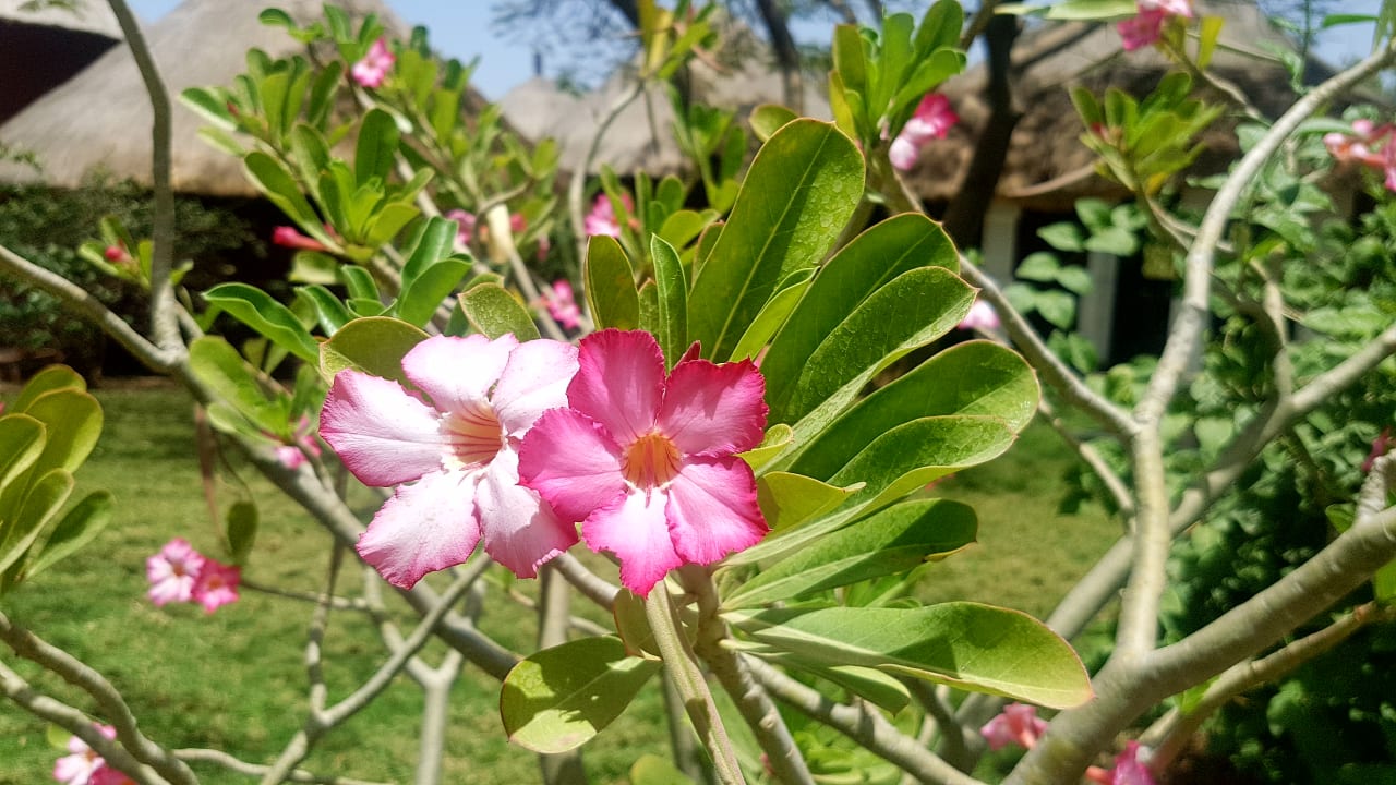Gartenanlage Hotel Royam