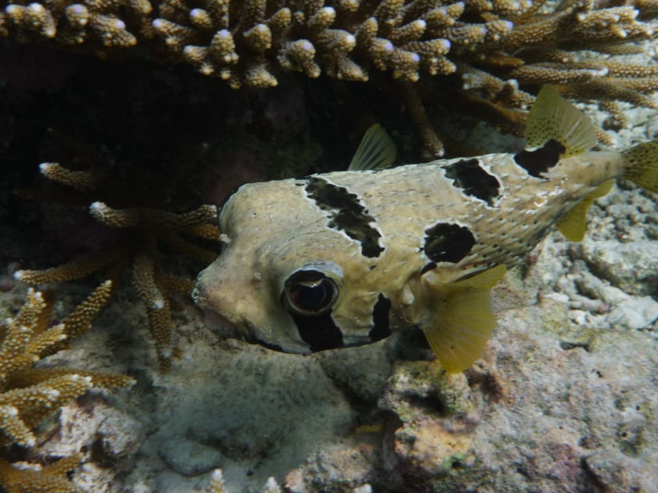 Unterwasserwelt - Maskenigelfisch Angaga Island Resort