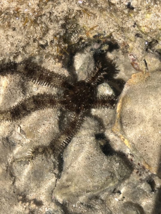 Strand The V Luxury Resort Sahl Hasheesh