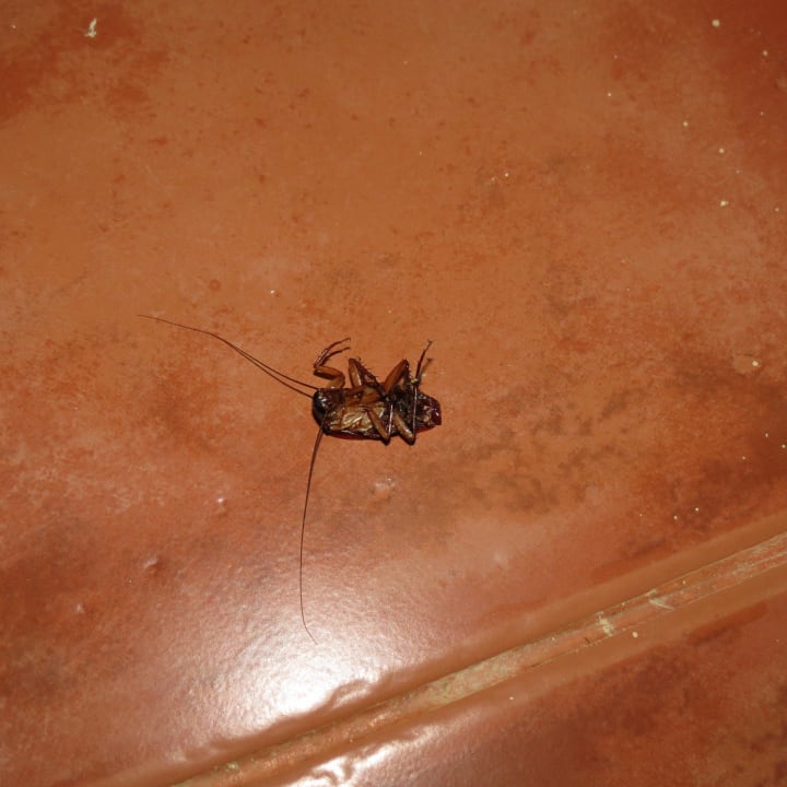 Mitbewohner Wyndham Alltra Samana