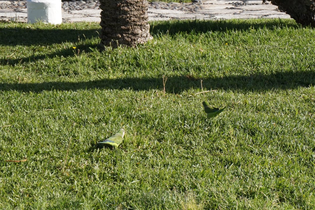 Papagei Sahara Beach Club