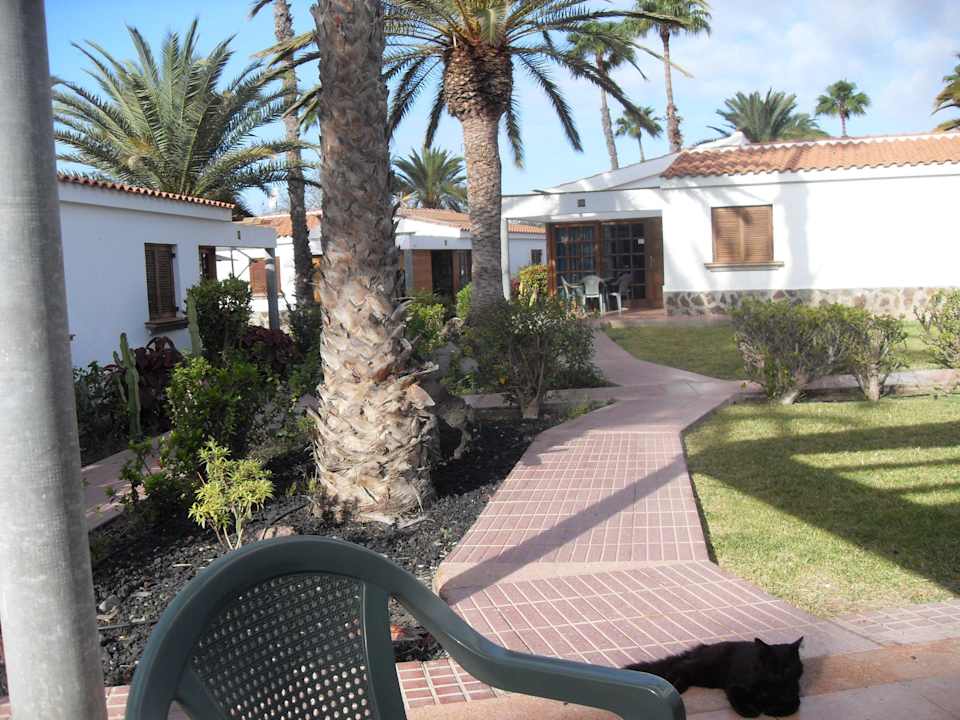 Katze liegt vor der Terrasse. Bungalows Las Vegas Golf