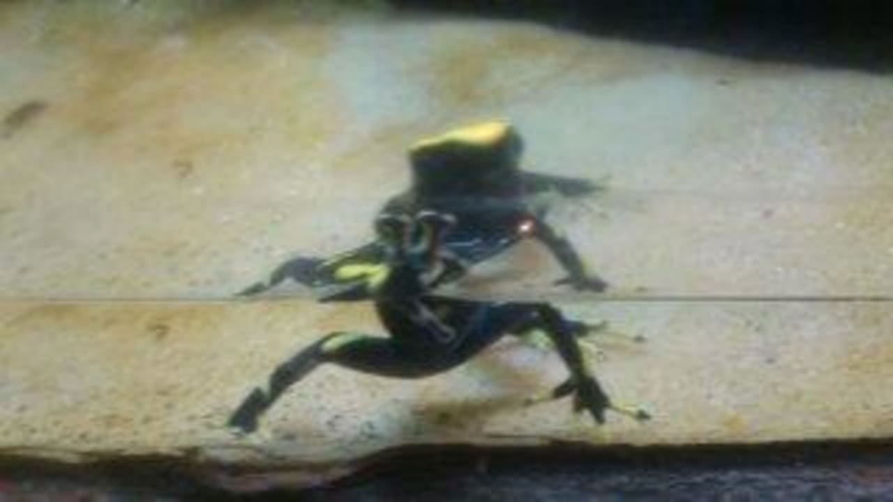 Frosch Dschungelland Ferienwohnungen Ferienpark Weissenhäuser Strand