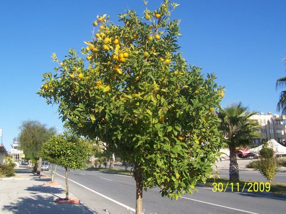 Jeden Tag frisch gepresst Side Star Elegance