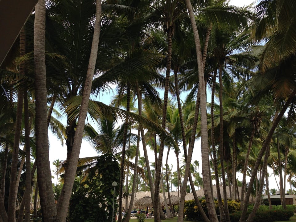 Blick vom Zimmer Grand Palladium Punta Cana Resort & Spa