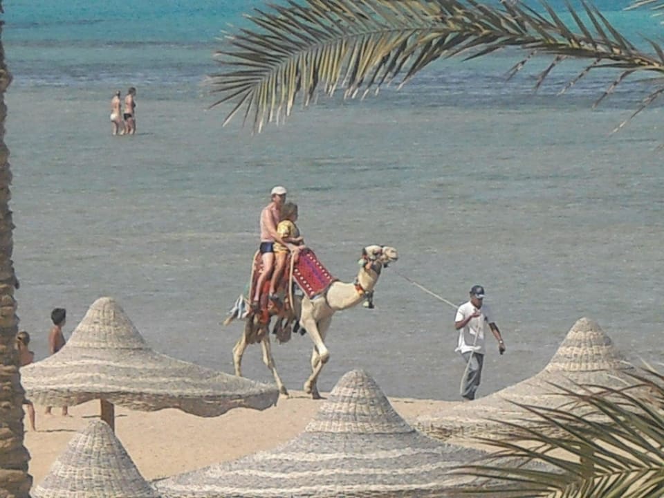 Вид из номера Swisstouch Oriental Resort Marsa Alam