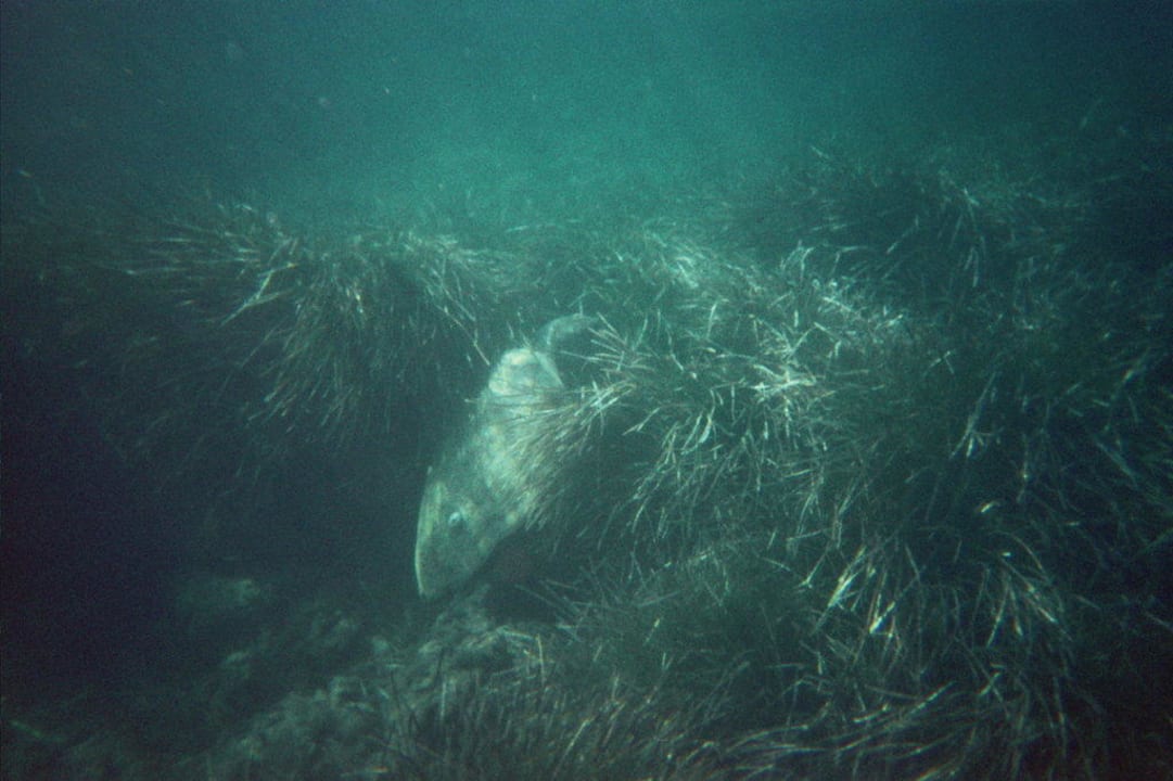 Schildkröten in Strandnähe Gloria Maris Hotel Suites and Villa