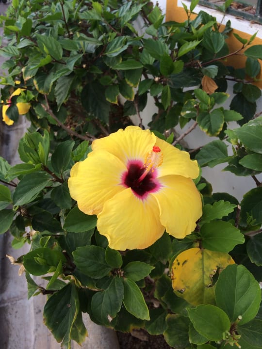 Gartenanlage Canary Garden Club