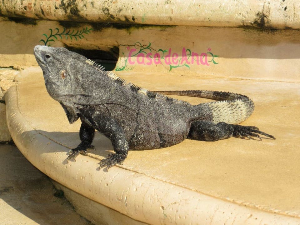 Selbsterklärend Hotel Villas Flamingos