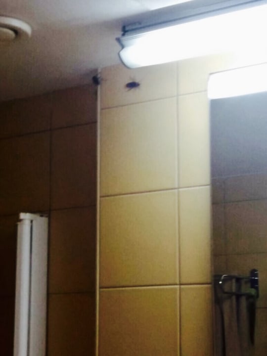 Zimmer SBH Hotel Taro Beach