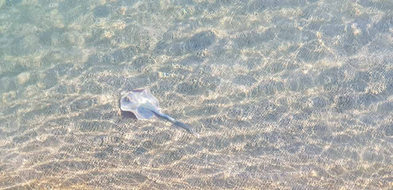 Ausblick Desert Rose