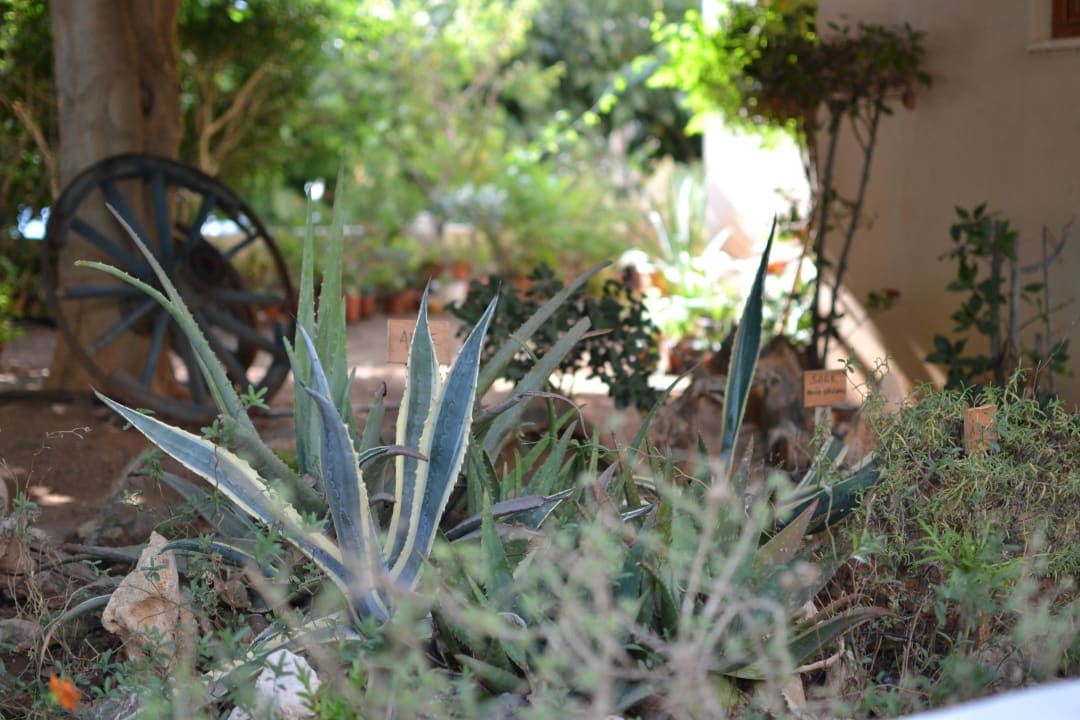 Kräutergarten Hotel Theartemis Palace