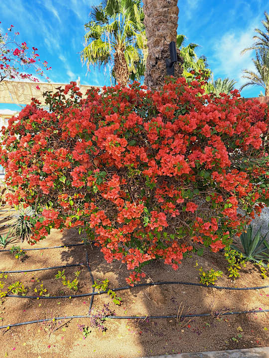 Gartenanlage Steigenberger Coraya Beach - Adults only