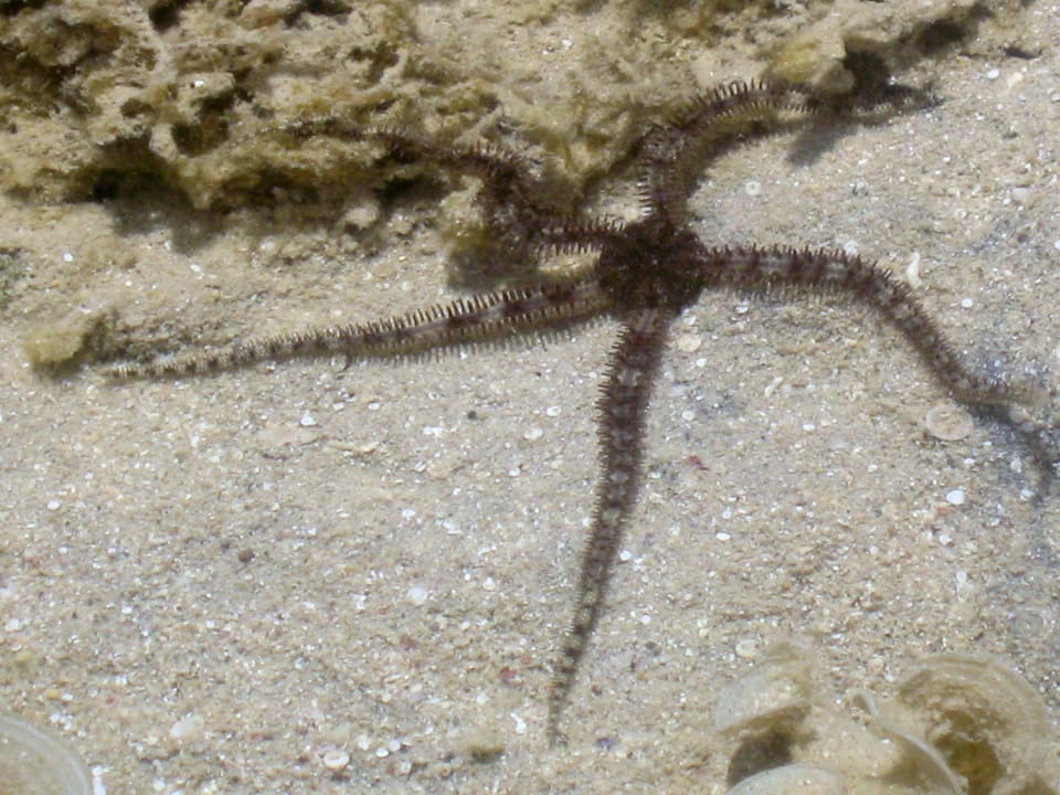 Mitbewohner Kaisol Romance Resort