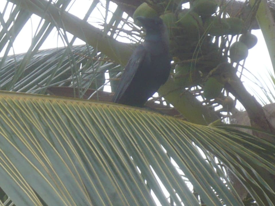 Tiere, laut und nervig - man tut dagegen NICHTS! Hotel Jetwing Beach