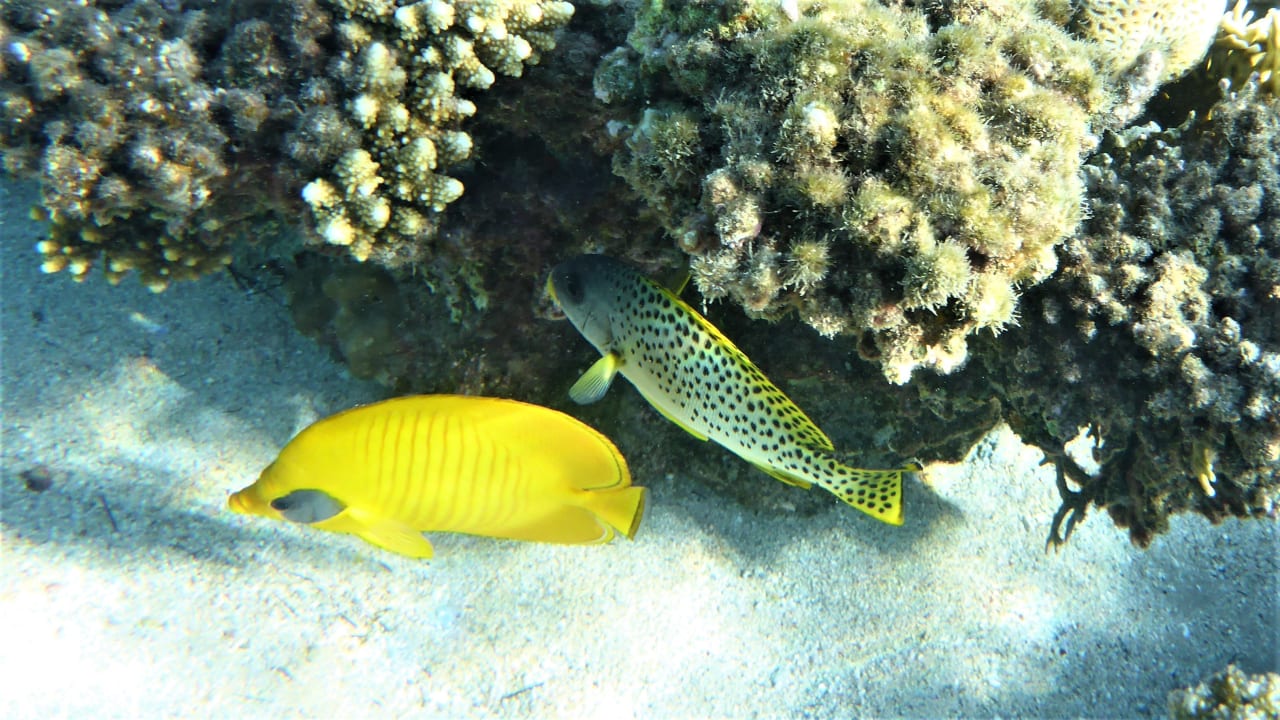 Sport & Freizeit Cleopatra Luxury Resort Makadi Bay