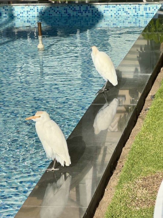 Pool Pickalbatros White Beach Resort - Hurghada