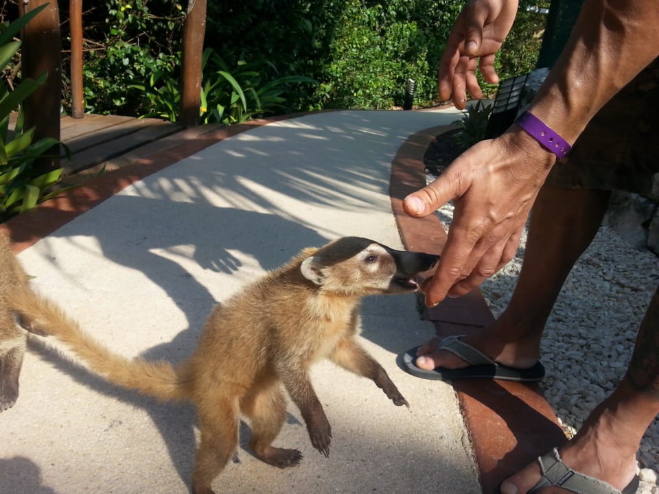 Total zutraulich! Grand Palladium Kantenah Resort & Spa