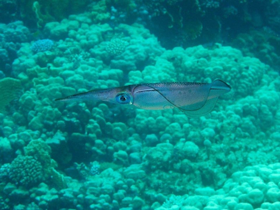 Sepia Malikia Resort Abu Dabbab