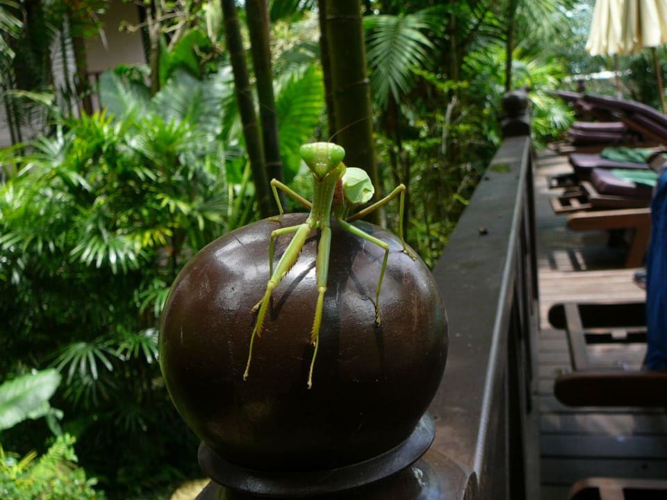 Gottesanbeterin Hotel Khao Lak Palm Beach Resort