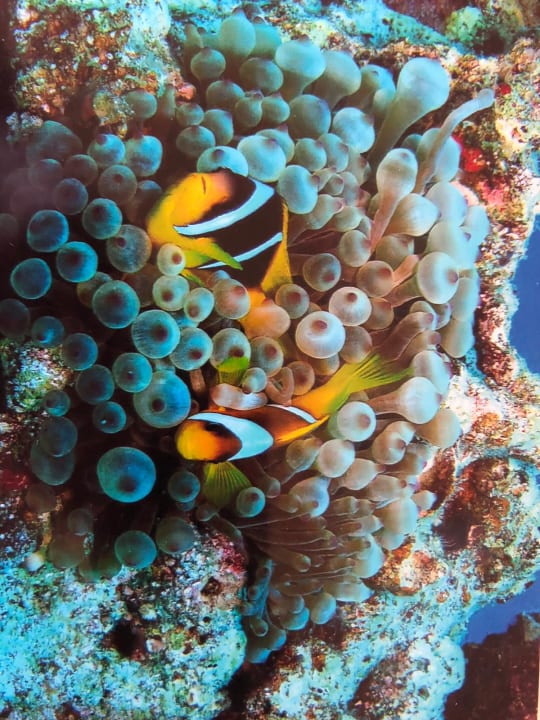 Strand Radisson Blu Resort, El Quseir