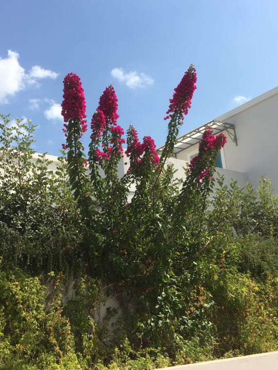 Gartenanlage Anemos Luxury Grand Resort