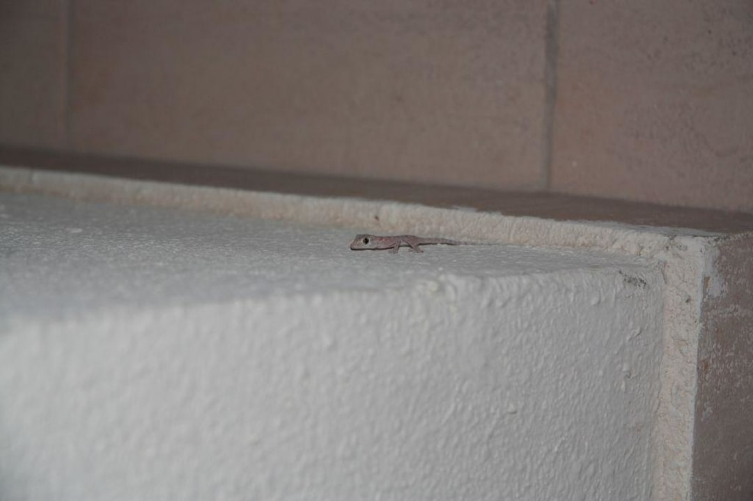 kleine Gartenbewohner im Dana Pickalbatros Dana Beach Resort - Hurghada