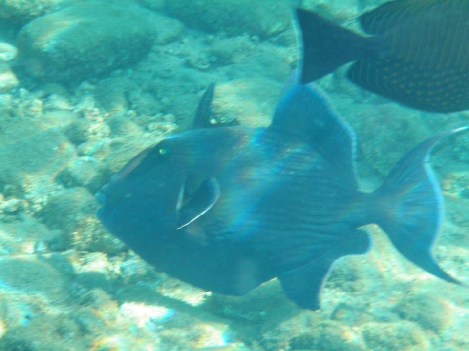 Blauer Drückerfisch Ghazala Beach