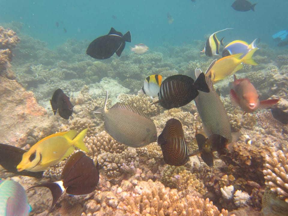 Verschiedene Tropenfische Adaaran Select Hudhuran Fushi - Premium All Inclusive