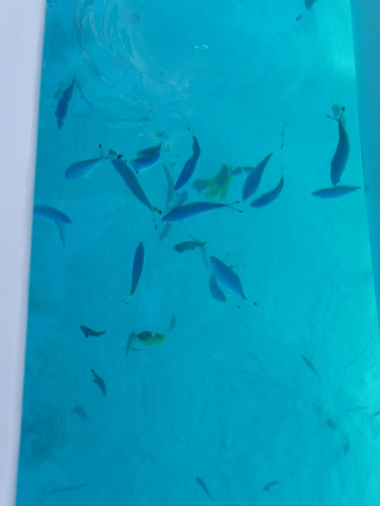 Fische füttern Beach Albatros Resort