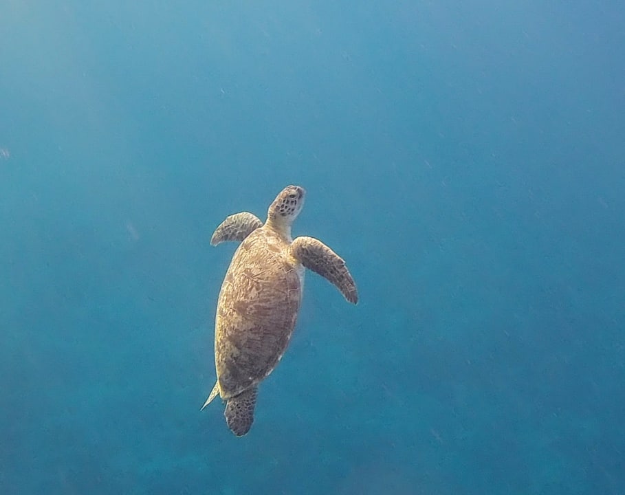 Strand Malikia Resort Abu Dabbab