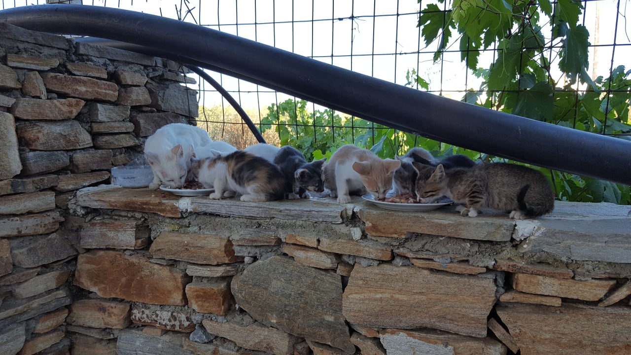 Gartenanlage Hotel Birikos